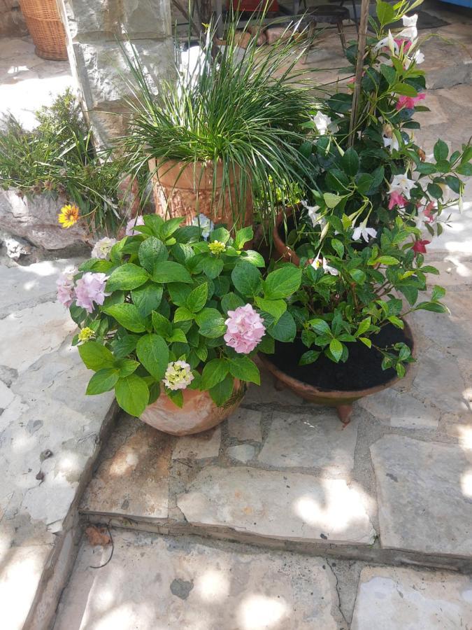 Sea-Side Old Stone Villa With A Private Garden Budva Zewnętrze zdjęcie